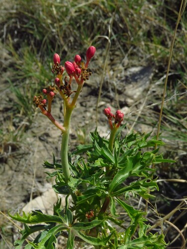 Jatropha cathartica, photograph 2