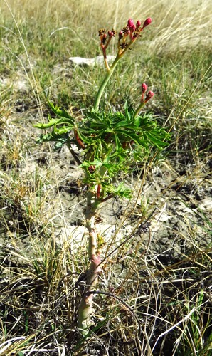 Jatropha cathartica, photograph 3