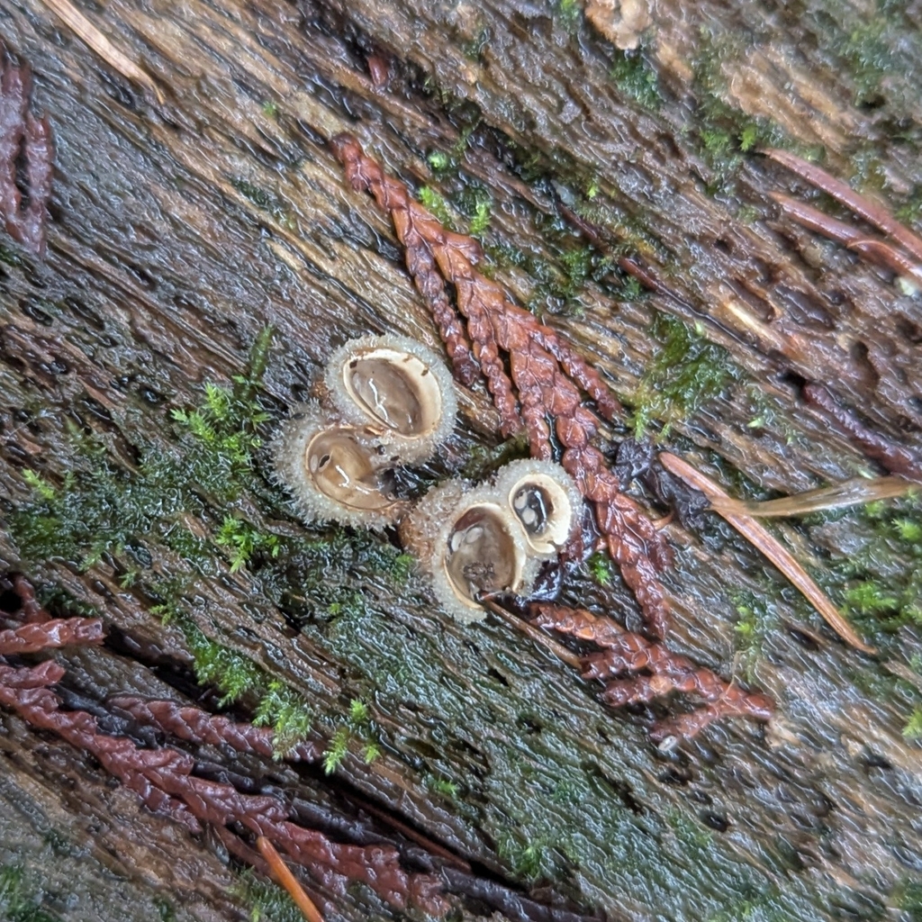 Nidula candida · December 2025 · photo: © funnieanimals (iNaturalist, cc0)