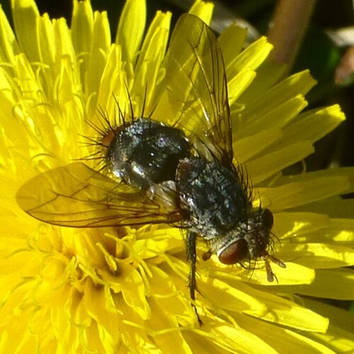 Unknown species found near Garland, TX, USA
