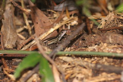 Scincella formosensis