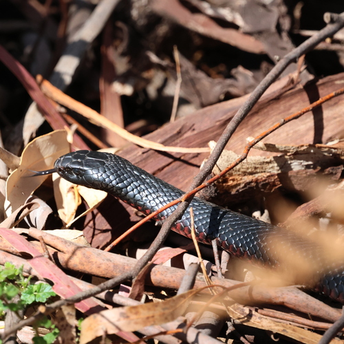 Red-bellied Black Snake sighting