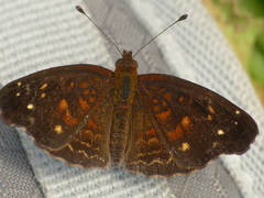 Anthanassa atronia