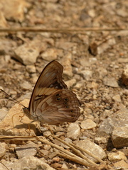 Asterocampa idyja argus