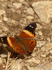 Asterocampa idyja argus