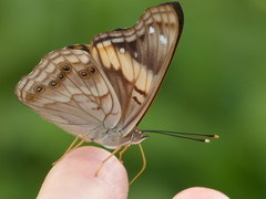 Asterocampa idyja argus