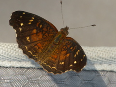 Anthanassa atronia