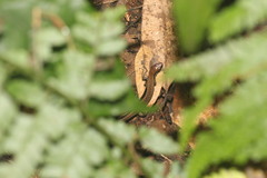 Scincella formosensis