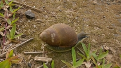 Megalobulimus