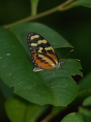 Mechanitis polymnia lycidice