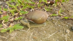 Megalobulimus
