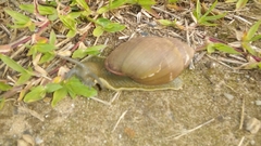 Megalobulimus