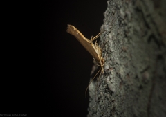 Glaphyristis marmarea