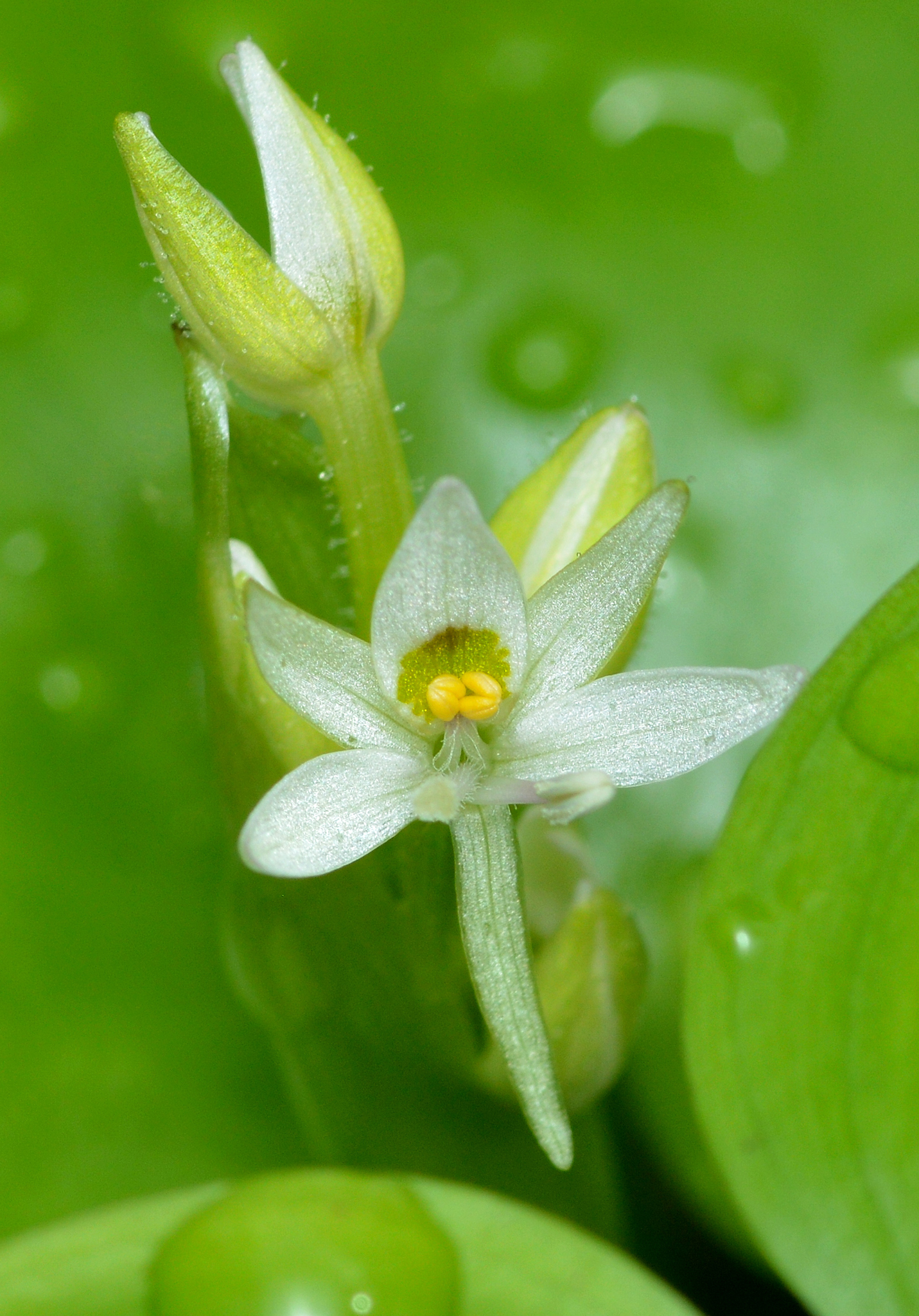 Heteranthera