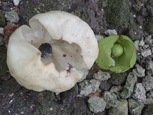 Hernandia ovigera observed 2025-11-15