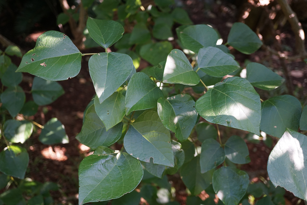 Erythrina pallida