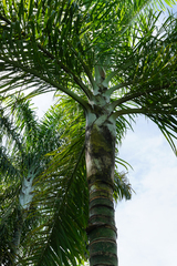 Dypsis madagascariensis