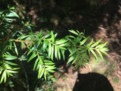 Saxegothaea conspicua