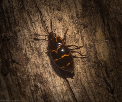 Episcaphula tamburinea