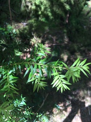 Saxegothaea conspicua