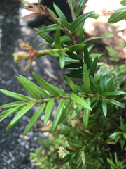 Saxegothaea conspicua