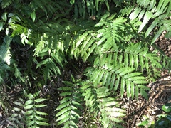 Woodwardia japonica