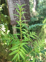 Saxegothaea conspicua