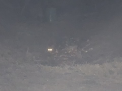 Vulpes vulpes japonica