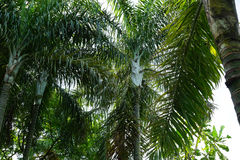 Dypsis madagascariensis