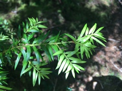 Saxegothaea conspicua