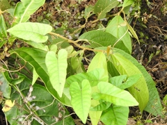 Reynoutria multiflora