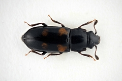 Glischrochilus quadripunctatus