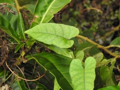 Reynoutria multiflora
