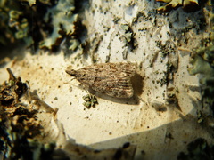 Scoparia basistrigalis