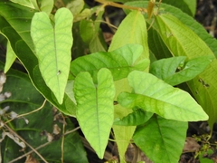 Reynoutria multiflora