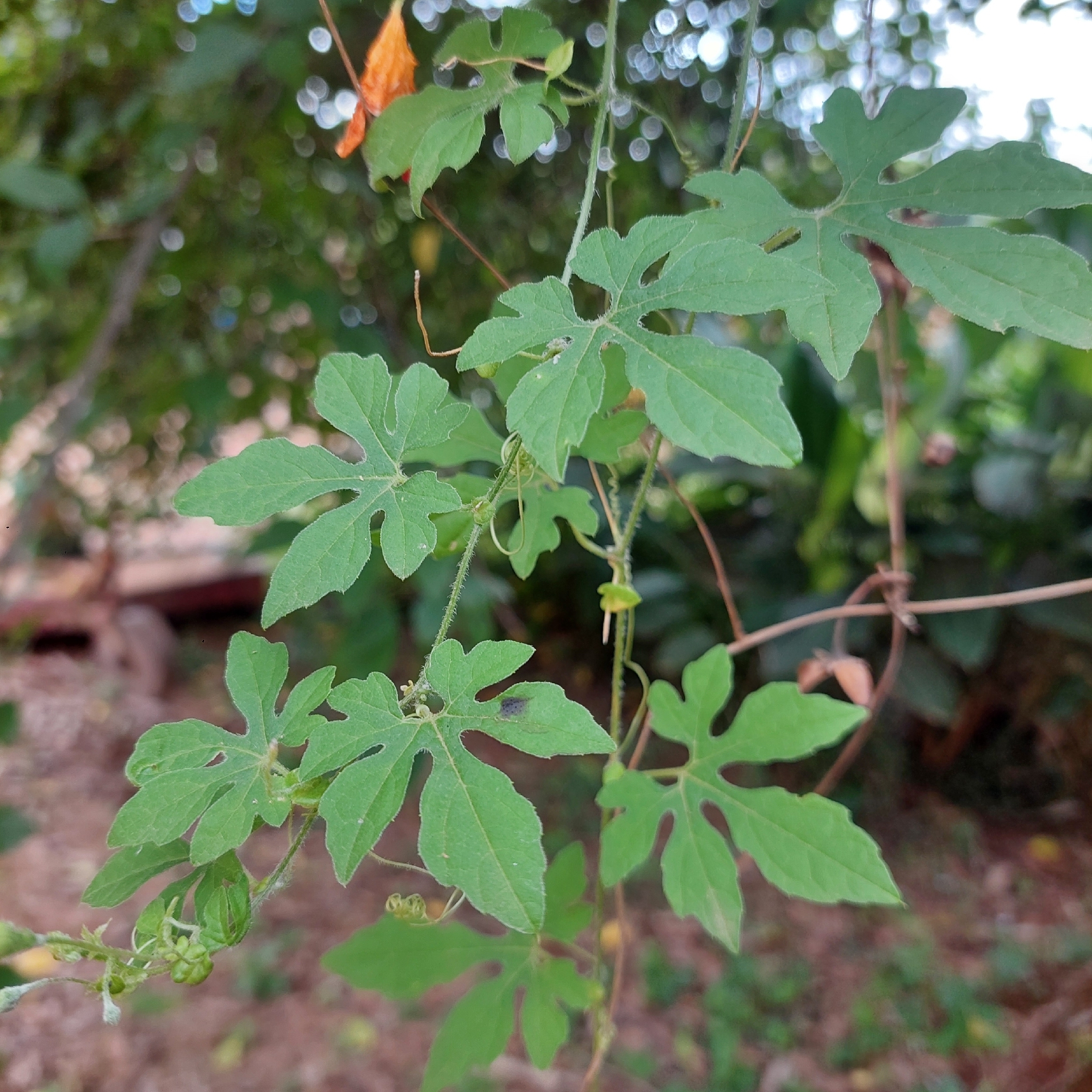 Momordica charantia