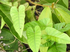 Reynoutria multiflora