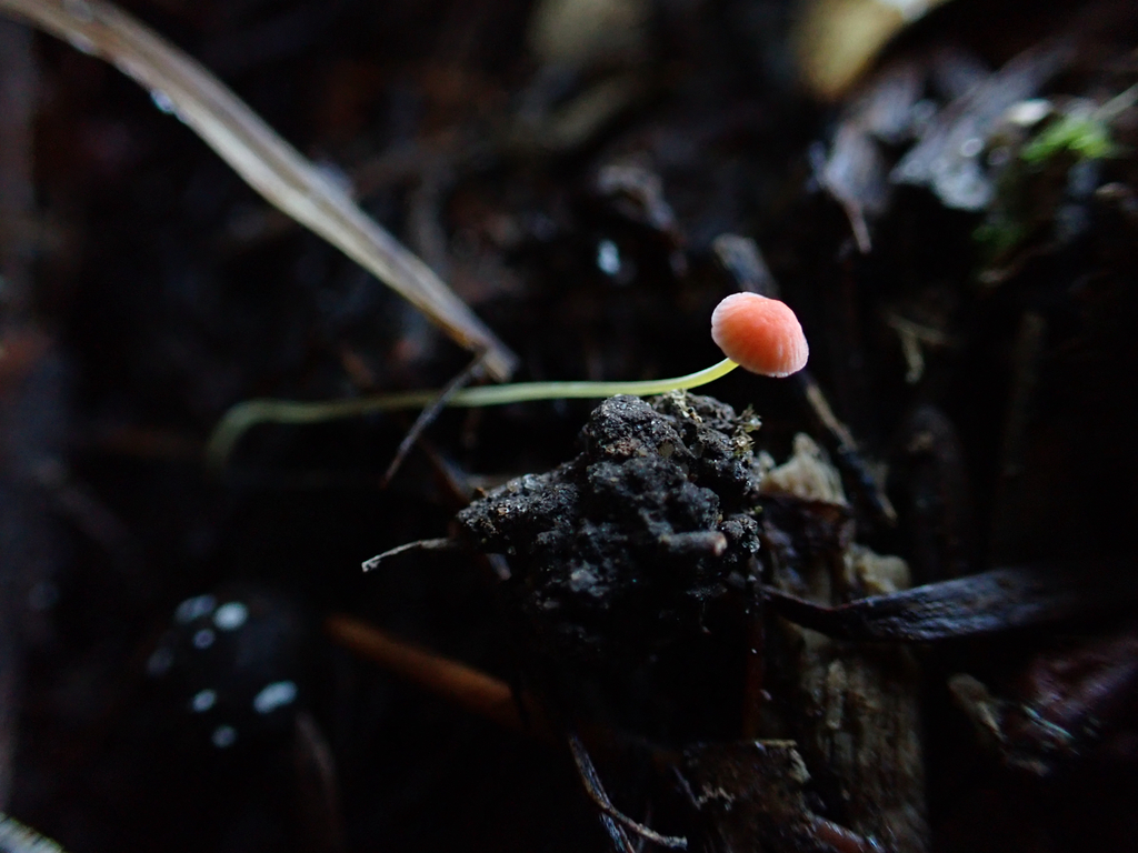 Pruinomycena acicula · December 2025 · photo: © reago (iNaturalist, cc-by)