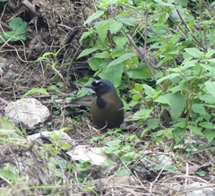 Pterorhinus chinensis monachus