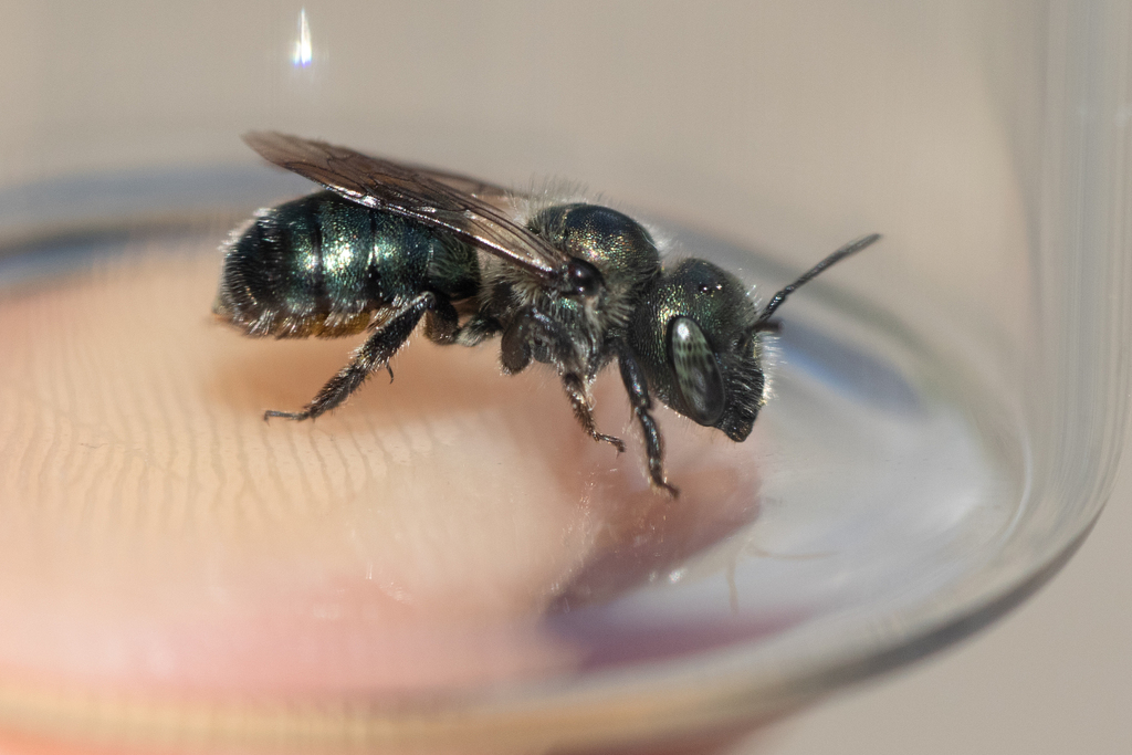 Maine Blueberry Bee
