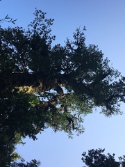 Laureliopsis philippiana