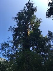 Laureliopsis philippiana