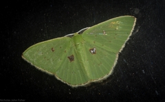 Comostola leucomerata