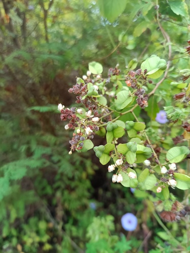 Antigonon flavescens, photograph 3
