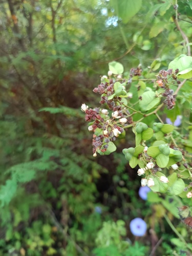 Antigonon flavescens, photograph 4