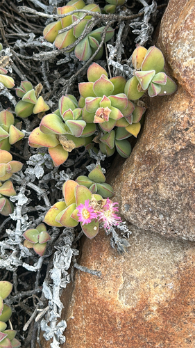 Paterson Sheepfig (Delosperma patersoniae)