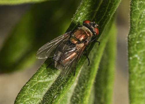 Unknown species found near Hansen Park, native plant demo garden, Kennewick, WA, USA
