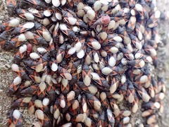 Oxycarenus lavaterae