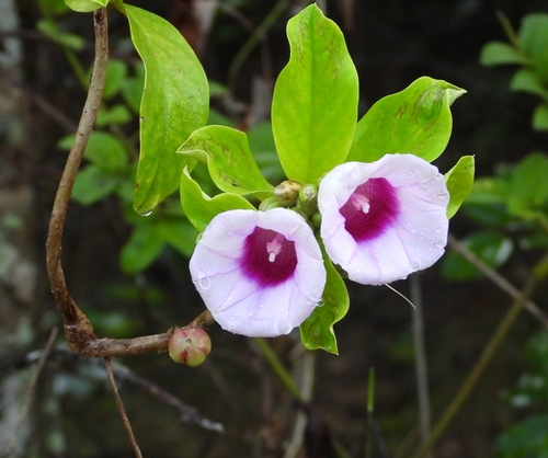 Argyreia acuta