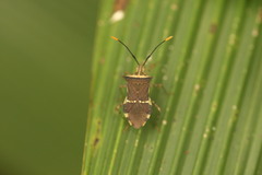 Cletomorpha simulans